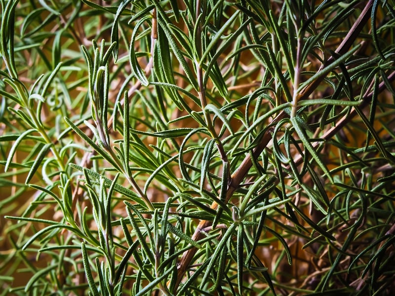 Rosemary herb plant