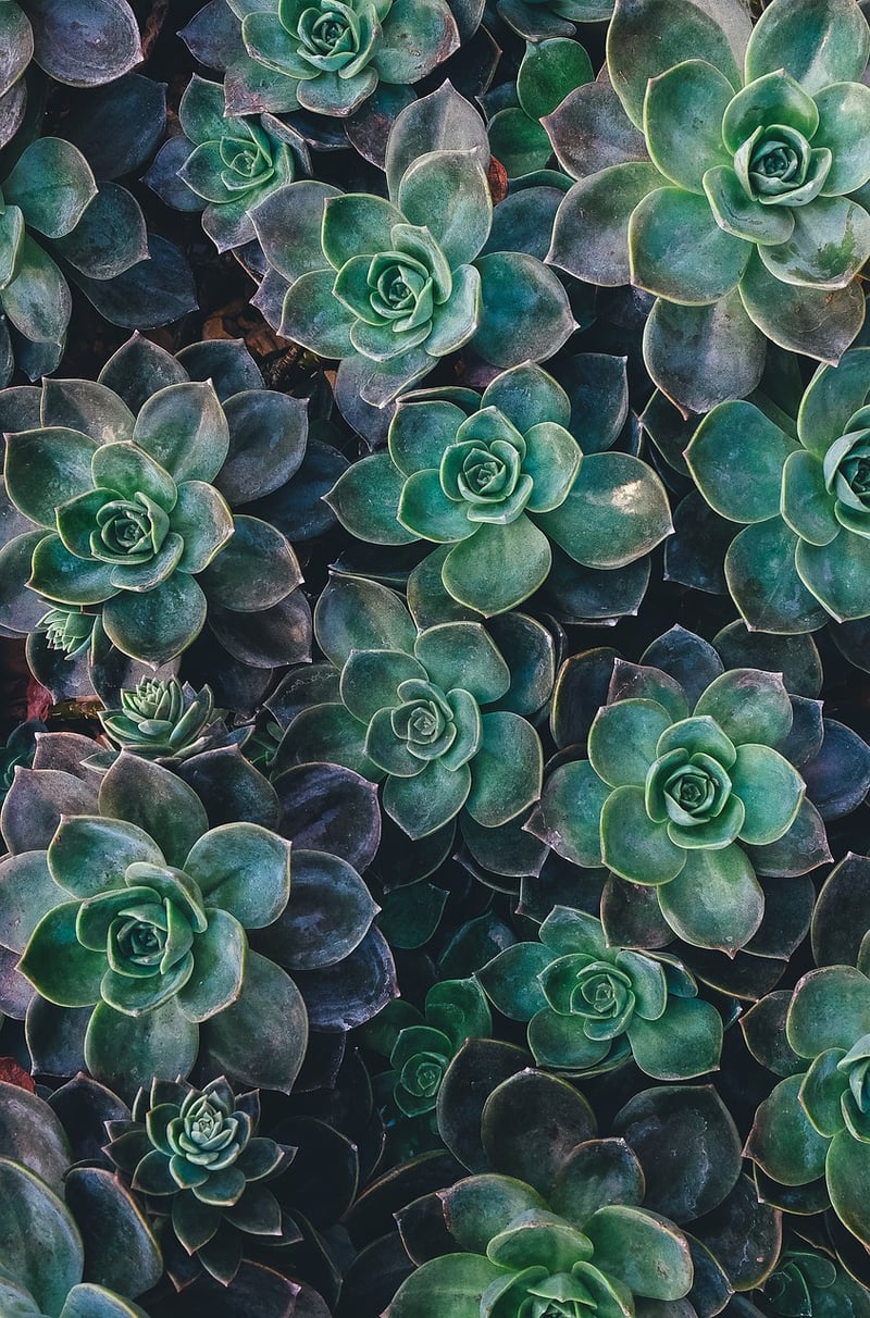 Succulents on a windowsill